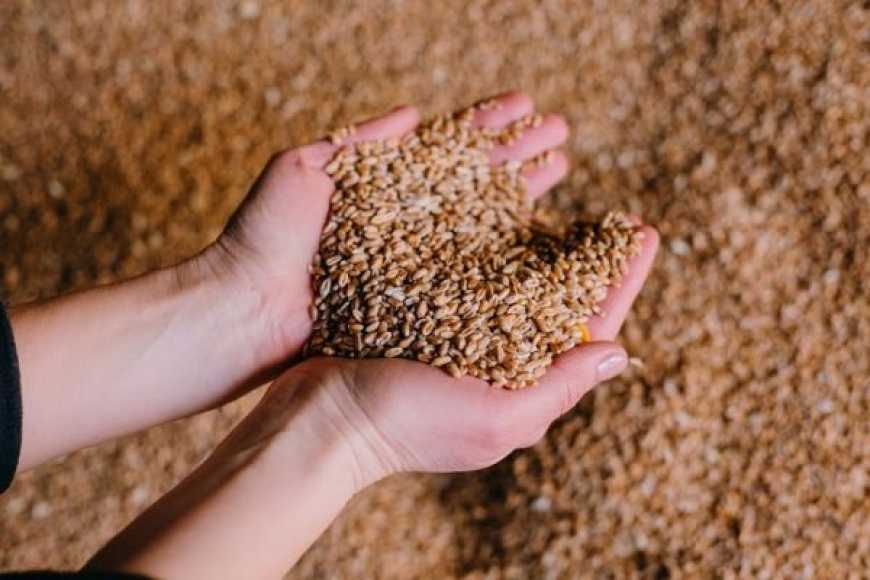 Жнива-2022: в Україні зібрано 17,5 млн тонн зерна
