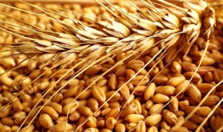 Оприлюднено оновлений прогноз світового виробництва пшениці
