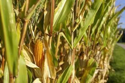 USDA знизило прогноз врожаю та експорту української кукурудзи
