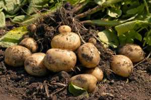 Рулоф-Ян Вуллерідж: «Картоплярство популярне у нашому королівстві»