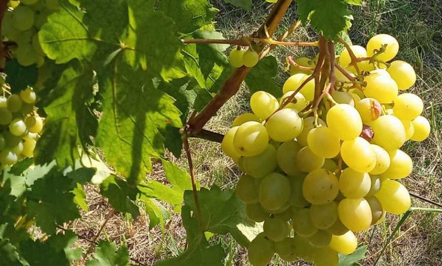 Практичний досвід: як ведеться виноградарям на Придніпров’ї
