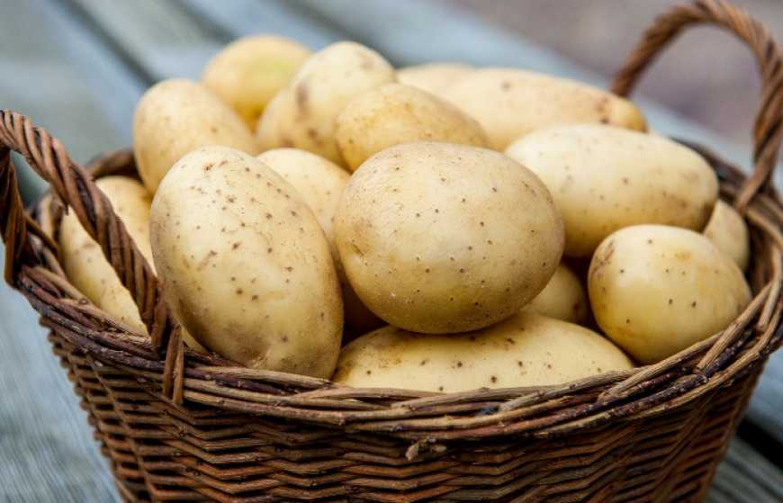 Ризоктоніоз картоплі та заходи щодо обмеження його шкідливості