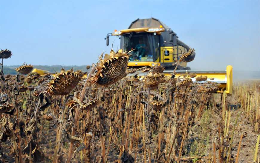 Жнива-2021: на Черкащині урожайність соняшнику перевищує минулорічну