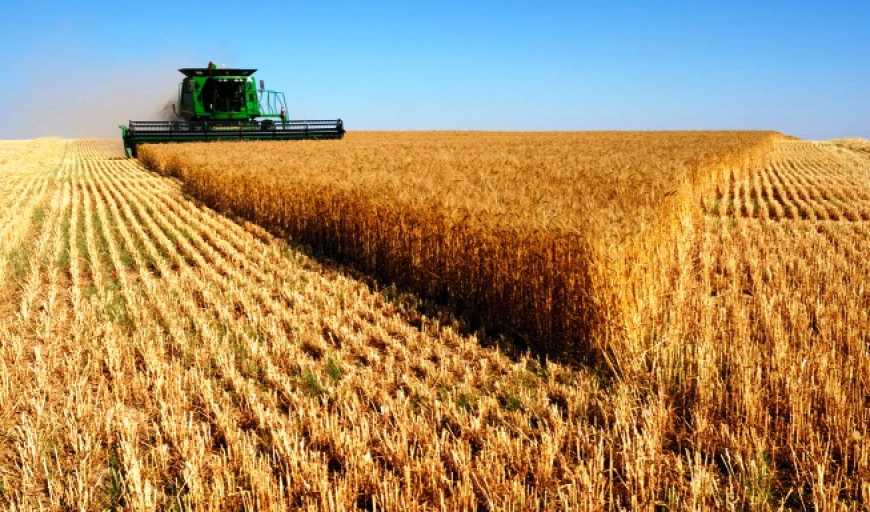 Жнива-2020: в Україні вже зібрано майже 33 млн тонн зерна