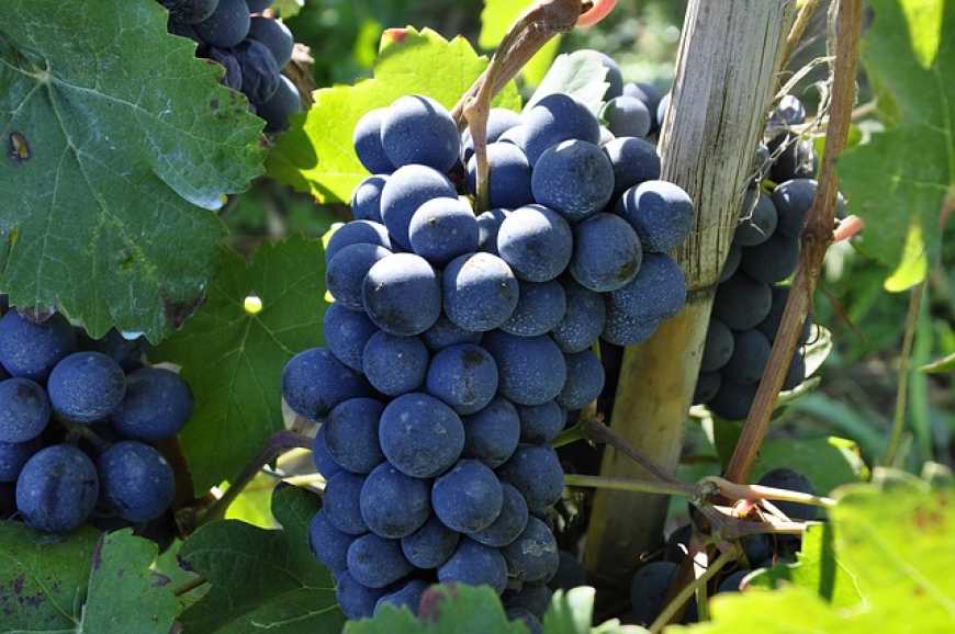 Нові шкідники загрожуть виноградникам на Півдні України