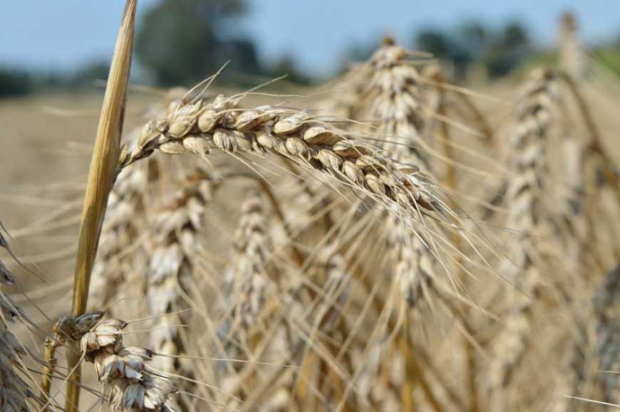 Урожайність пшениці та погода