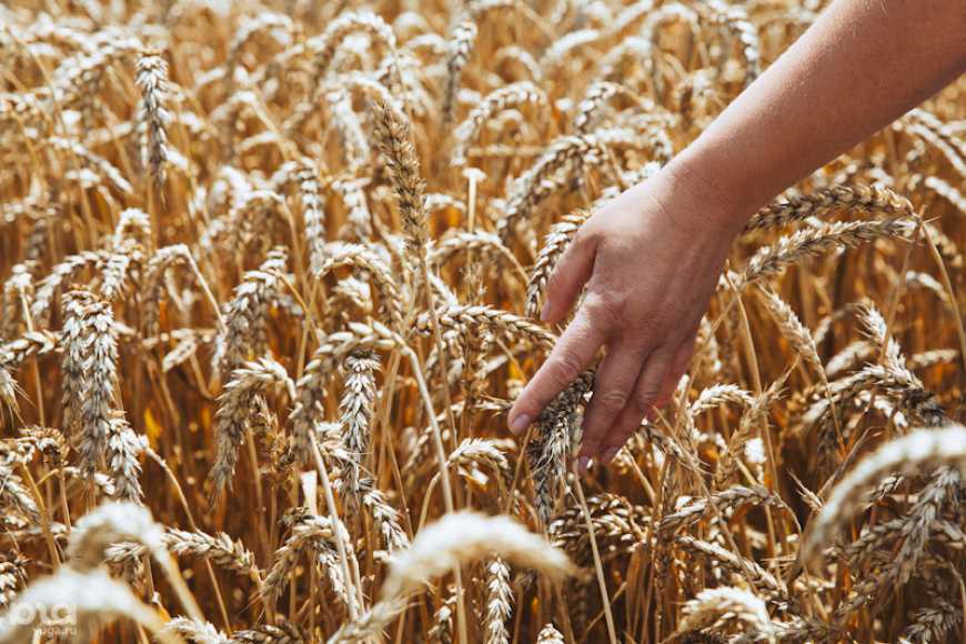 Названо топ-3 області України за зростанням сільгоспвиробництва