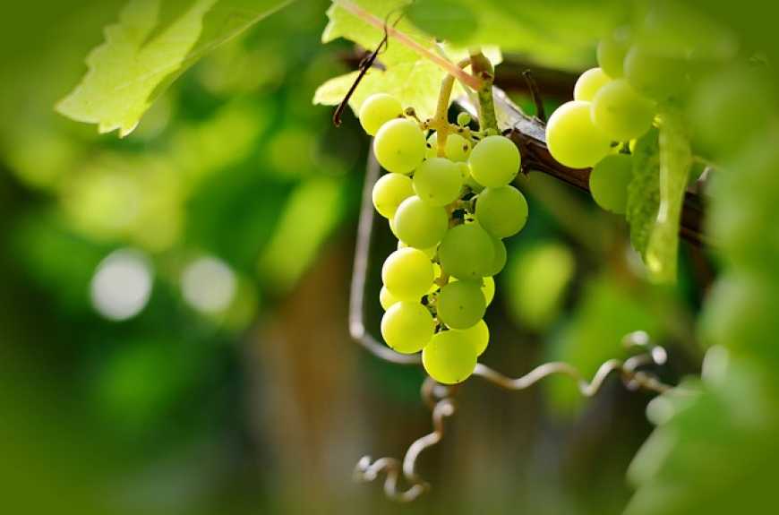 На Одещині зменшуються площі під виноградниками