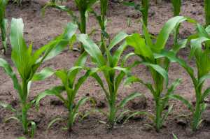 Підживлення посівів кукурудзи у червні