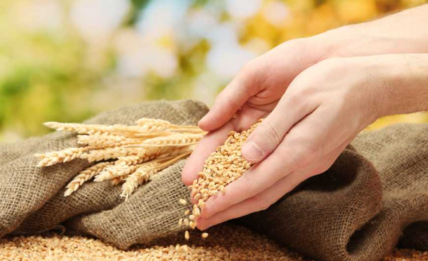 Запаси зерна в Україні складають майже 13 млн тонн