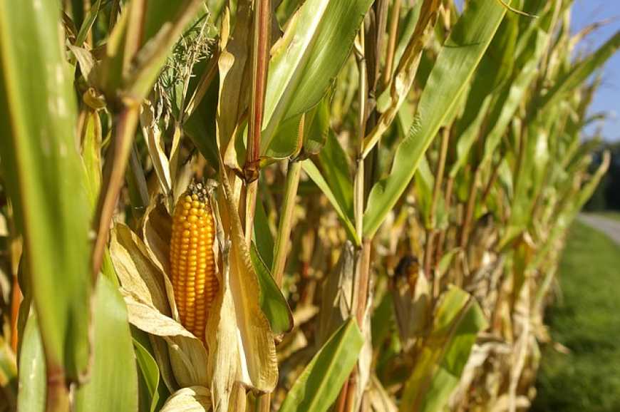 Організація сушіння зерна кукурудзи, яке має високу вологість