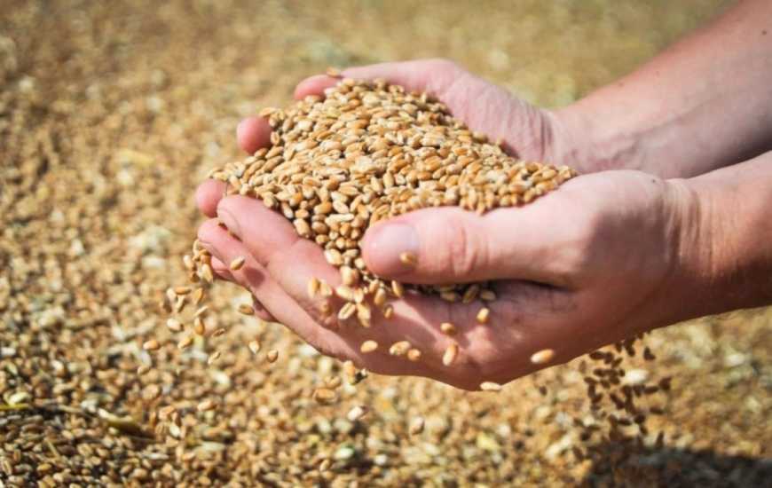 На Черкащині зібрали зерна в 2,5 рази більше, ніж торік