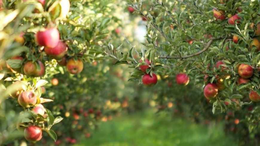 Через збитковість дрібні садівники змушені залишати врожаї яблук у садах