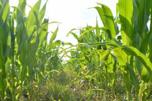 Страхові гербіциди на кукурудзі: варіанти застосування