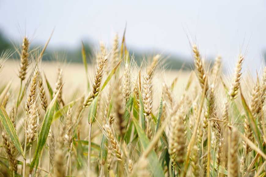 Ціни на пшеницю різко зросли