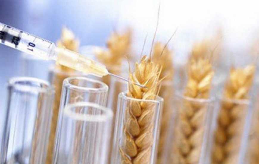 Уряд пропонує ввести штрафи для аграріїв за неправильне поводження з ГМО