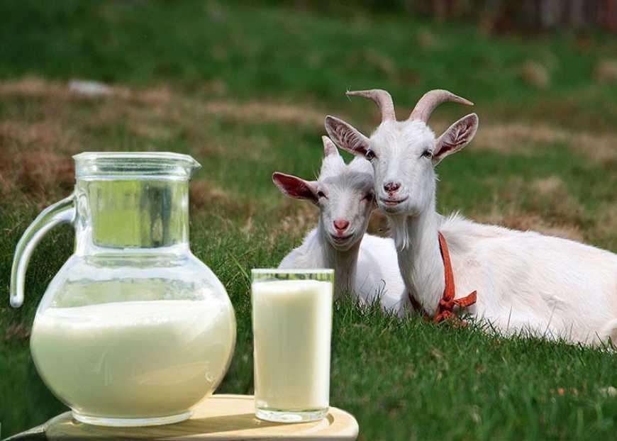 Господарство на Сумщині одержує щодня 150-200 літрів козячого молока