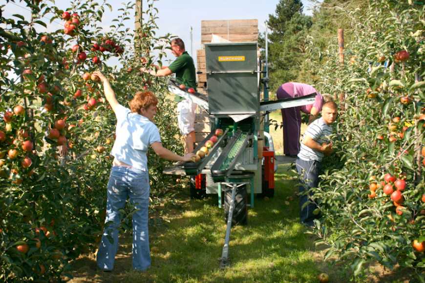 Садова платформа: помічник на збиранні врожаю з яблучних і грушевих плантацій