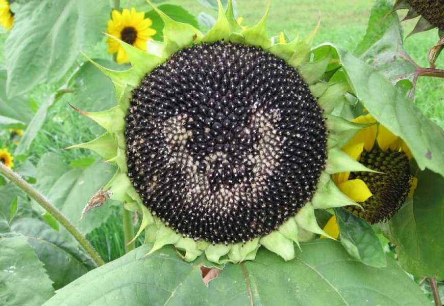 Ефективна формула для соняшнику: насіння, гербіцид і прогресивне господарство
