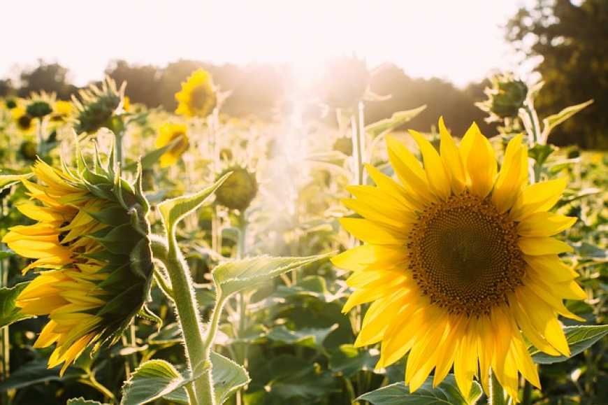 Через посуху та спеку на полях України подекуди в’яне соняшник