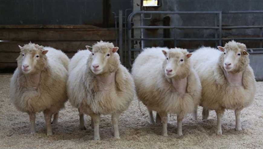 В Україні вивели овець, які виростають до 120 кілограмів