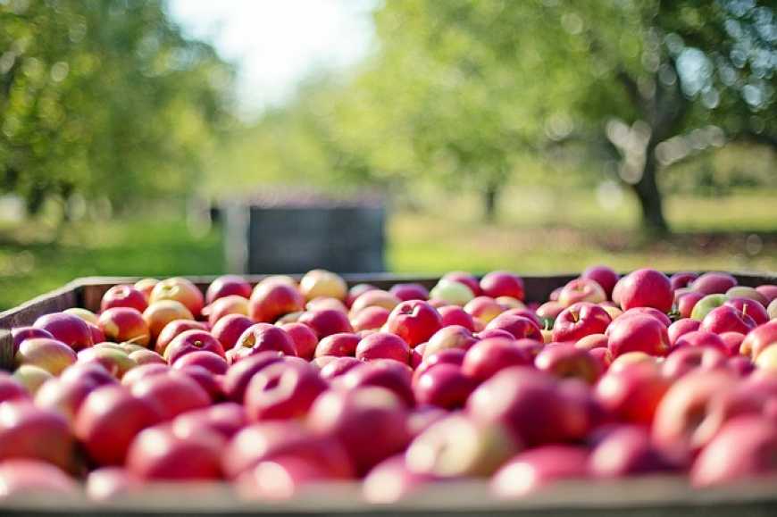 Через рекордний врожай в Україні подешевшали яблука