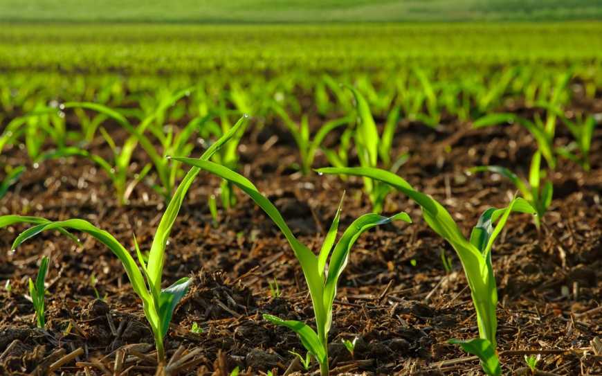 Граундфікс® — ґрунтове біодобриво для високих урожаїв