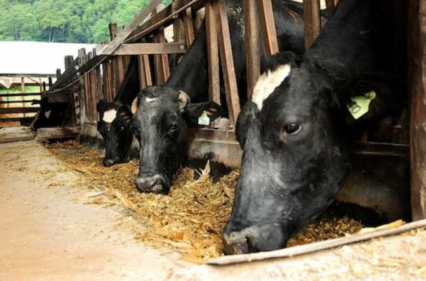 На Житомирщині запускають проєкт зі створення сімейних молочних ферм