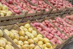 Глобальний ринок картоплі