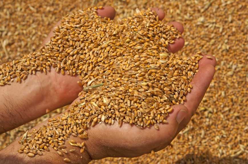 Як отримати чисте зерно