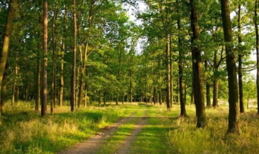 Лісогосподарські підприємства вимушені зменшувати обсяги лісозаготівельних робіт
