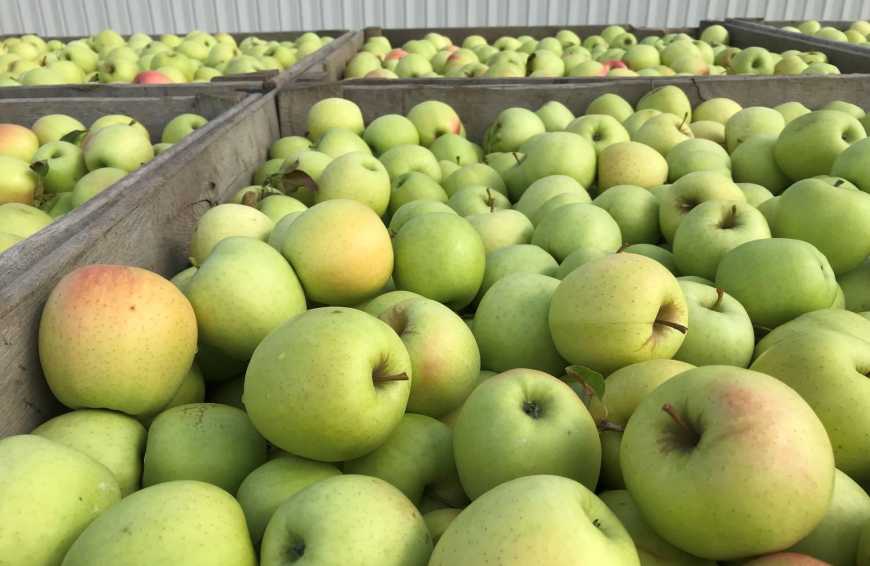 За останній тиждень ціни на яблука виросли