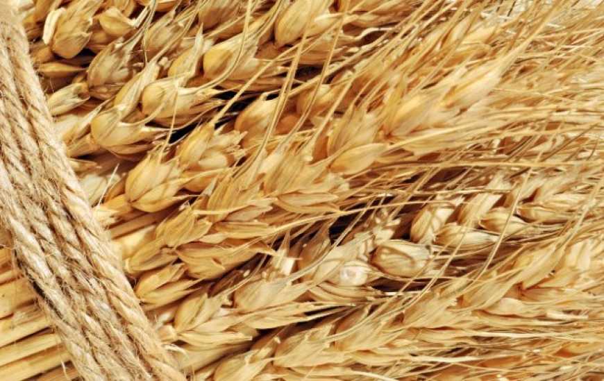 У сезоні 2019/20 Україна оновила рекорд з експорту зернових