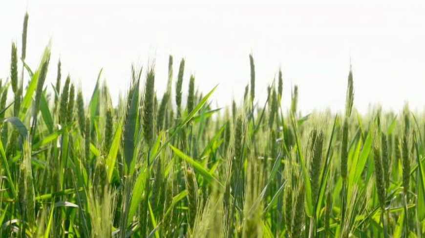 Догляд за посівами озимих зернових