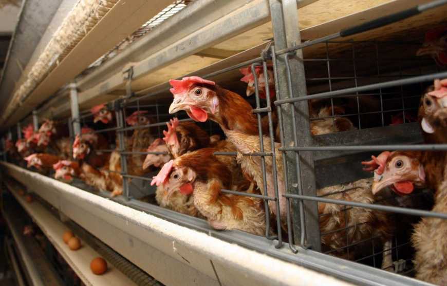 Саудівська Аравія інспектує українських виробників курятини