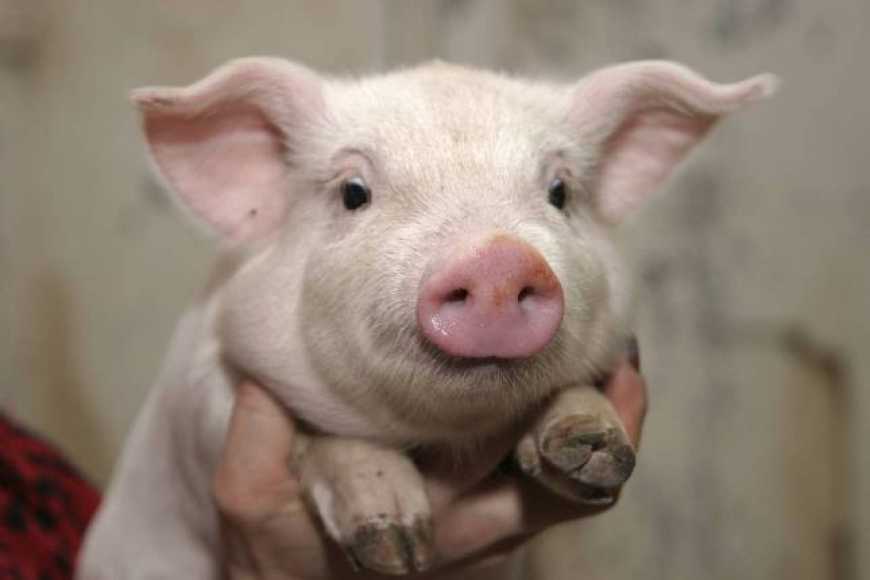 Закупівельні ціни на свинину зросли на 0,5%
