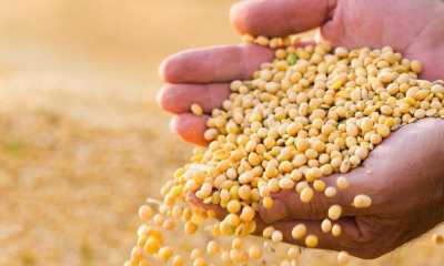 Експерти USDA знизили прогноз світового виробництва сої