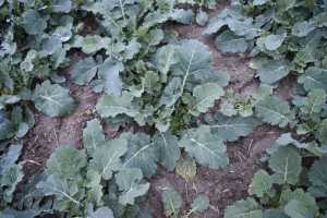 Не забути про сірку: особливості весняного підживлення посівів озимого ріпаку
