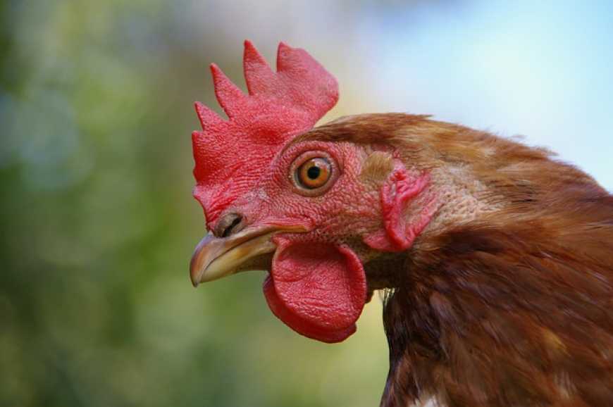 Українську курятину перевірятимуть на антибіотики
