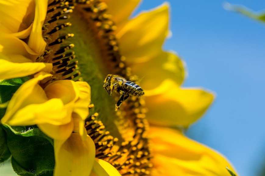Через нестачу бджіл аграрії недоотримують 10% врожайності соняшнику