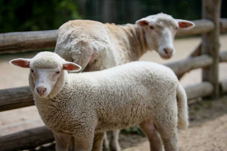 Продукція з овець смачна й корисна. Але чи перспективна для фермера?