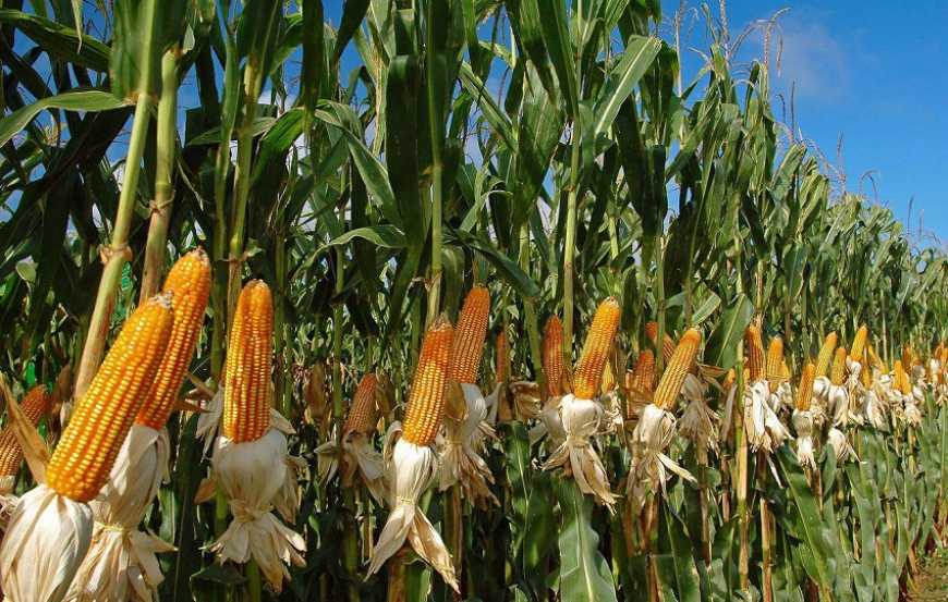 Нові гібриди кукурудзи компанії «Сингента» — курс на підвищення прибутковості