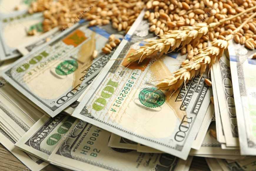 Українська пшениця дорожчає на тлі планів Росії обмежити експорт зерна