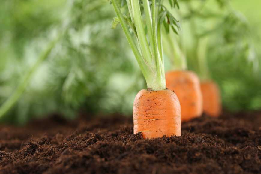 Новий клас фунгіцидів для ефективного захисту овочевих