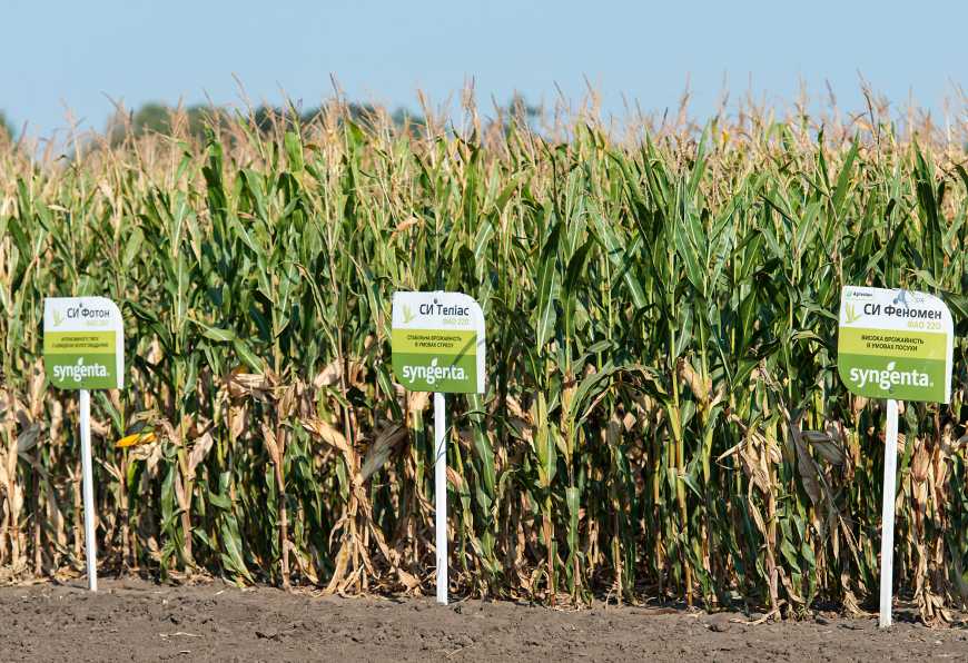 Кукурудза: підвищення прибутковості в різних умовах вирощування