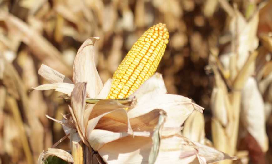 Вищі врожаї вашого майбутнього – гібрид кукурудзи генетики «Артезіан» СИ Чорінтос