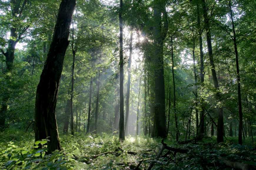 Україна приєдналася до Декларації про збереження та відновлення лісів