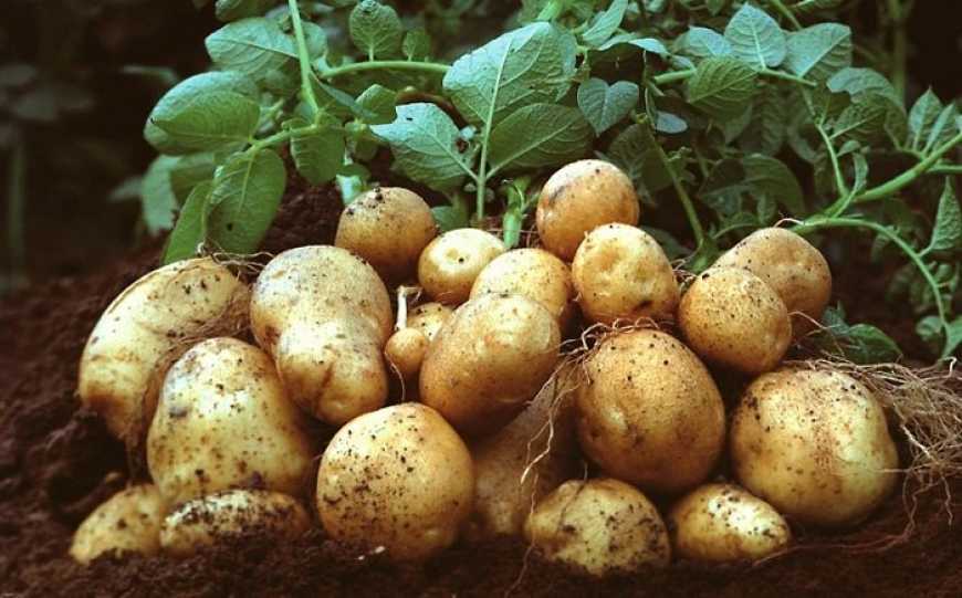 В Україні готуються внести до реєстру сортів рослин ранньостиглу картоплю «Спас»