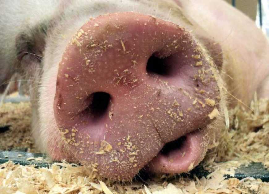 На Кіровоградщині спалах африканської чуми свиней