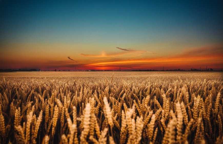 До кінця року кількість фермерів в Україні досягне історичного мінімуму, – Томич